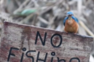 The Sign Says ‘No Fishing’, But This Kingfisher Loves To Break Rules