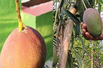 Former Tamil Nadu Officer Grows World's Costliest Mangoes At His Terrace, Here's How