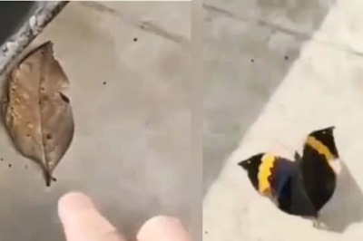 Is It A Butterfly Or A Leaf? We Have The Answer