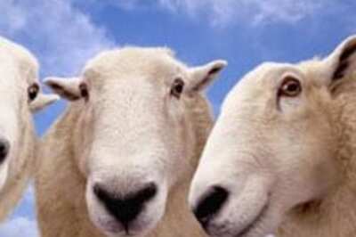 Lamb butchering goes online in Pak