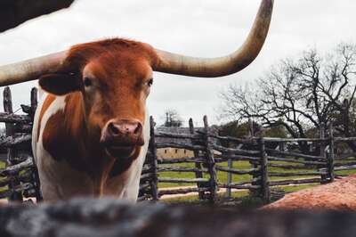 Texas Is The Worst US State To Live And Work In, Reveals Study