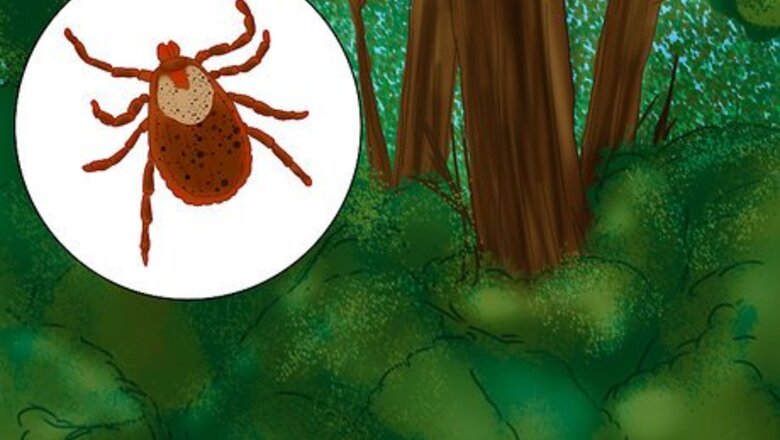 How to Prevent Tick Bites While Camping