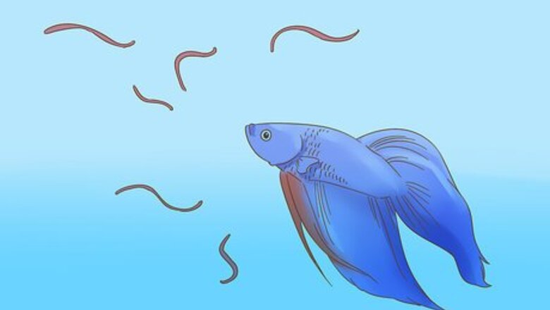 How to Train Your Betta Fish to Do Tricks and Games