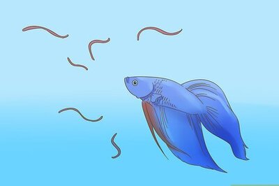 How to Train Your Betta Fish to Do Tricks and Games