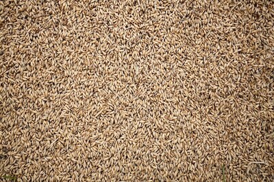 Eating Whole Grains May Help You Lose Weight, Reduce Risk of Heart Disease, Diabetes