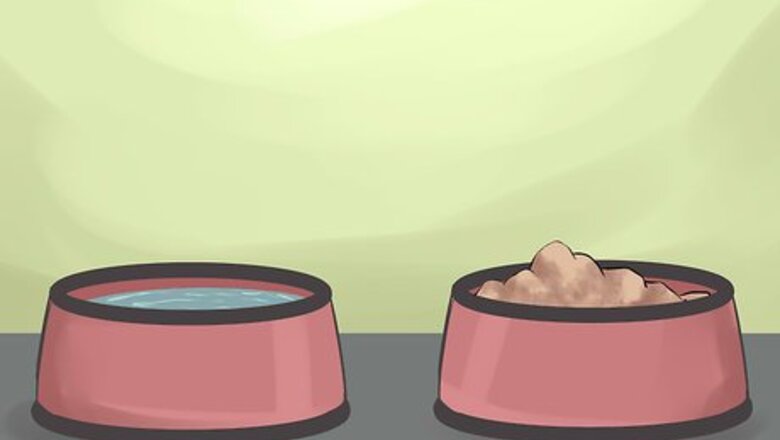 How to Watch for Signs of Illness in Senior Dogs