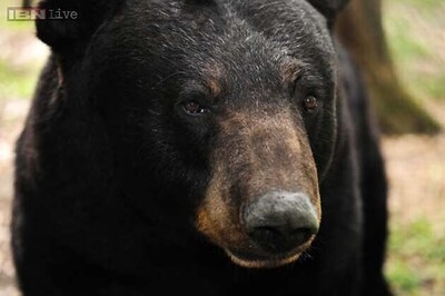 New Jersey: Indian-origin hiker snapped photos of bear that killed him