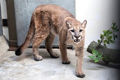 Cougar That Was Kept As Illegal Pet Removed From NYC Home