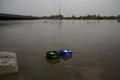 Festival Euphoria Hit as Thousands of Fish Found Dead in Yamuna
