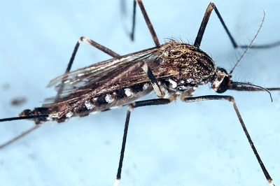 Here's What You Need to Do to Keep Mosquitoes and Malaria at Bay