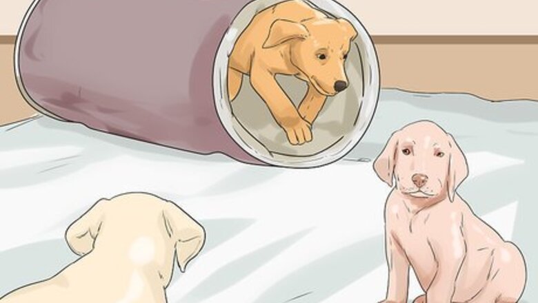 How to Have a Happy Weimaraner