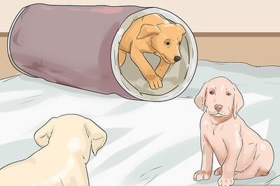 How to Have a Happy Weimaraner