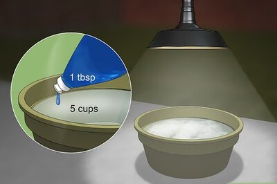 How to Kill a Stink Bug