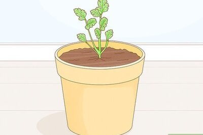 How to Harvest Parsley