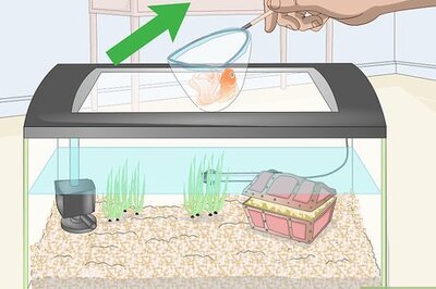 How to Clean Fish Tank Rocks