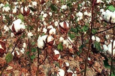 Sell cotton seed at Chinese price: SC