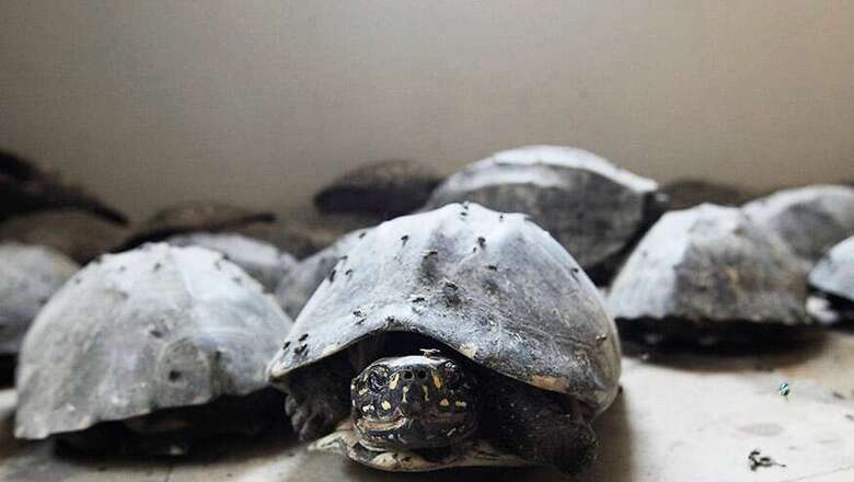 Fourteen Turtles Found Dead in Dried-up Pond in Gujarat's Kutch District, 15 Rescued