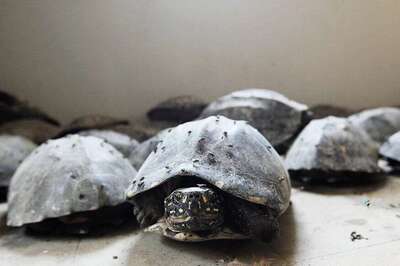 Fourteen Turtles Found Dead in Dried-up Pond in Gujarat's Kutch District, 15 Rescued