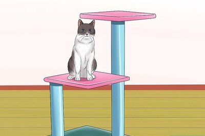 How to Amuse Cats