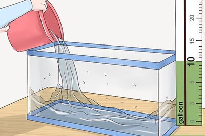 How to Care for a Dwarf Gourami