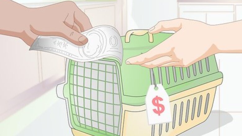 How to Bring a New Cat or Kitten Home