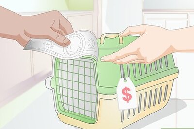 How to Bring a New Cat or Kitten Home