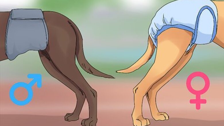 How to Help a Dog in Heat