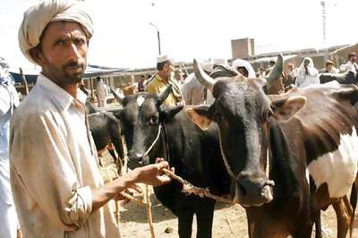 J&K Police Chief Asks Officers to Slap PSA on Bovine Smugglers, PDP Leader Calls Move 'Anti-Muslim'