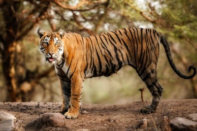 Tiger Spotted For First Time in Maharashtra’s Guatala Autramghat Sanctuary in 81 Years