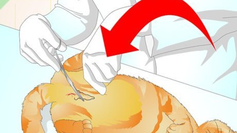 How to Prevent a Cat from Spraying