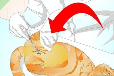 How to Prevent a Cat from Spraying