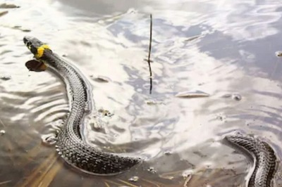 9 Hacks To Keep Insects And Reptiles At Bay This Monsoon