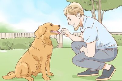 How to Teach Your Dog to Jump