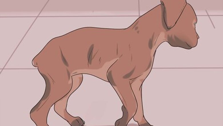 How to Diagnose Roundworms in Dogs