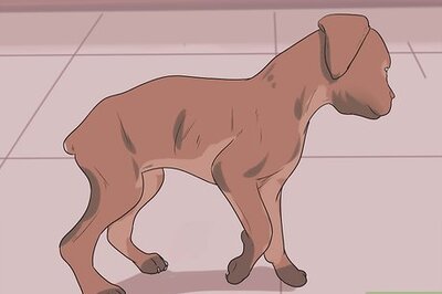 How to Diagnose Roundworms in Dogs