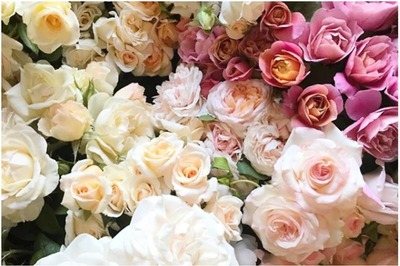 World Rose Day: Why is it Celebrated and Some Myths, Rituals About the Flower