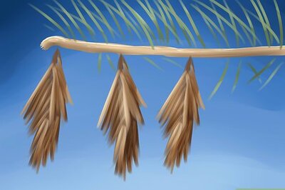 How to Get Rid of Bagworms