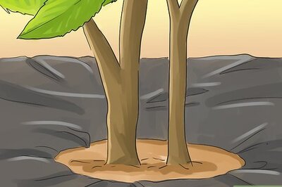 How to Kill Blackberries