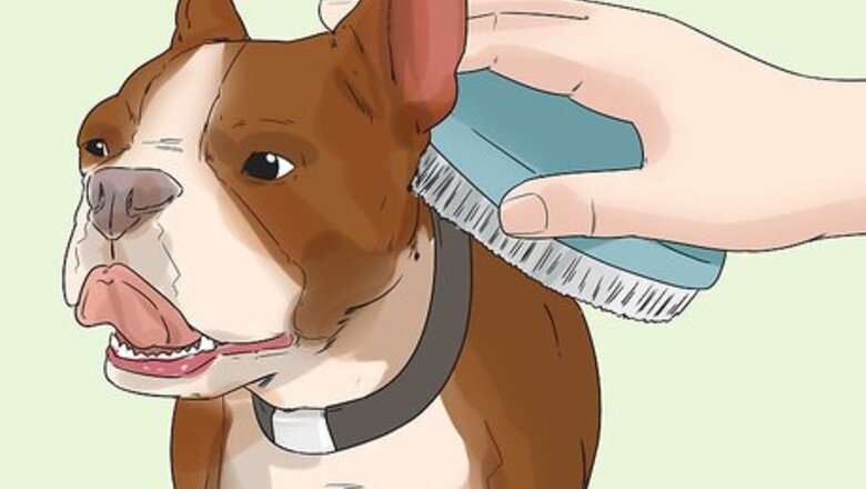 How to Get a Dog Ready for a Special Occasion