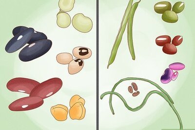 How to Grow a Bean Plant