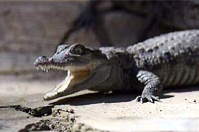 Crocodile found roaming in plane's cargo hold