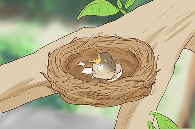 How to Care for Wild Baby Birds