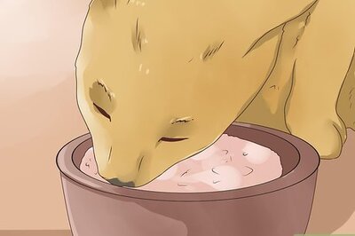 How to Care for a Diabetic Cat