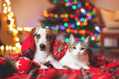 Christmas 2022: Ways to Have The Perfect Christmas Celebration With Your Pets
