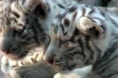 Rare albino tiger cubs born in Chile zoo