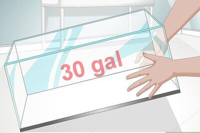 How to Keep a Bala Shark