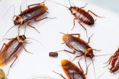 Baking Soda To Boric Powder, Easy Ways To Get Rid Of Cockroaches