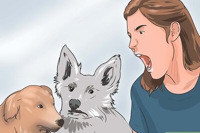 How to Break Up a Dog Fight