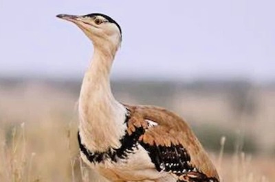 No Report Indicating Number of Great Indian Bustards Reducing Rapidly in India: Govt