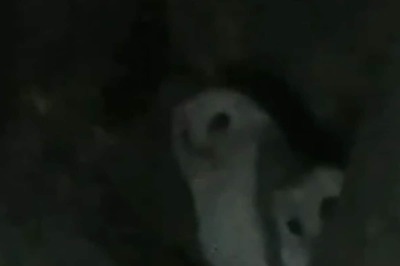 Uttar Pradesh Residents Stunned To Spot Rare White Owls Outside Their Homes